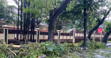 Pohon Tumbang
